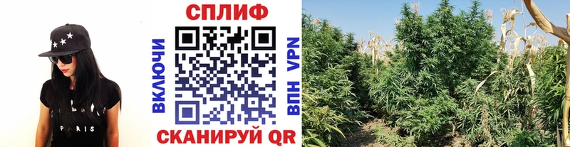 Каннабис гибрид  где купить   Апрелевка 